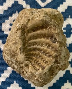 Trigonia fossil found in Haddenham by Aria.