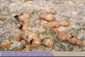 Siderite nodules in shale, Yorkshire. Credits: Ian West 2002.