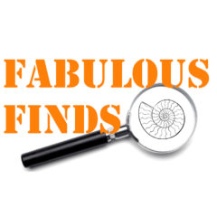 Fabulous Finds is Launched!