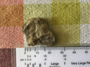 Fossilised fragment of a Brachiopod found by Oliver
