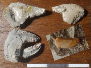Goniochirus fossils found by Michael Oates
