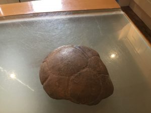 Septarian Concretion (or Nodule) found by Thomas