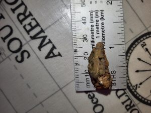 Ben's Tooth Fossil from Berwick-Upon-Tweed, Northumberland