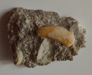 Otis's Fossil Find from Huntsman Quarry