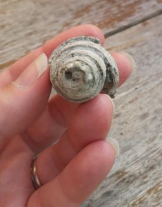 Joshua's Sea Snail Find from Barton Bay