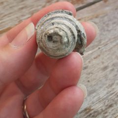 Joshua’s Sea Snail on the Sea Shore