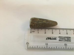 Katie's Belemnite Bullet fossil