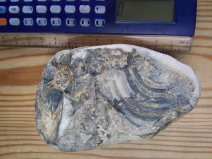 Miriam's Fint Fragment of a Fossil from Selsey beach, West Sussex