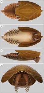 Reconstruction of Titanokorys gainesi by Lars Fields. Source: https://royalsocietypublishing.org/doi/10.1098/rsos.210664