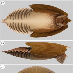 Ancient sea predator had giant head