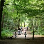 Pebble Hunt at Thorndon Country Park