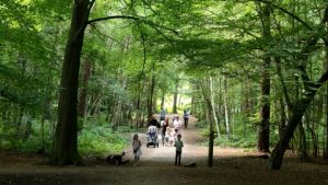 Thorndon Country Park pebble walk with Rockwatch