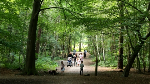 Pebble Hunt at Thorndon Country Park