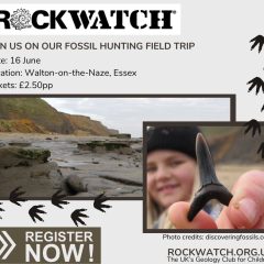 Join the Adventure: Fossil Hunting at Walton-on-the-Naze!