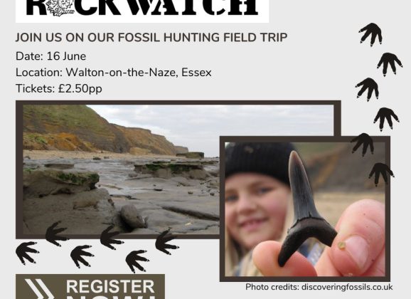Join the Adventure: Fossil Hunting at Walton-on-the-Naze!