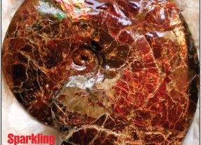 Introducing Issue 99 of the Rockwatch Magazine – Packed with Fossils, Field Trips, and Fascinating Finds!