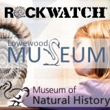 Rockwatchers Explore Fossils, Dinosaurs and Museum Treasures This Half Term