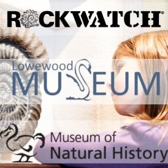 Rockwatchers Explore Fossils, Dinosaurs and Museum Treasures This Half Term