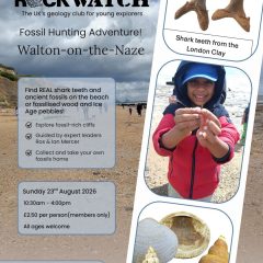 Hunt for Shark Teeth on the Essex Coast!