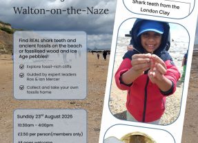 Hunt for Shark Teeth on the Essex Coast!