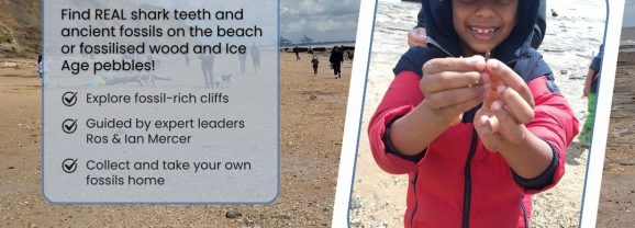 Hunt for Shark Teeth on the Essex Coast!