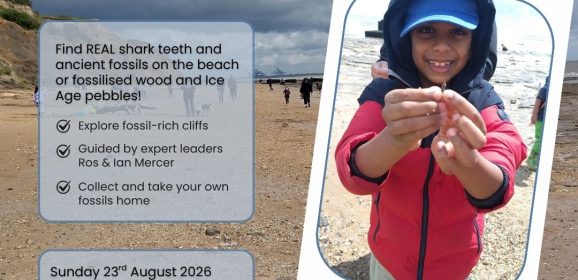 Hunt for Shark Teeth on the Essex Coast!